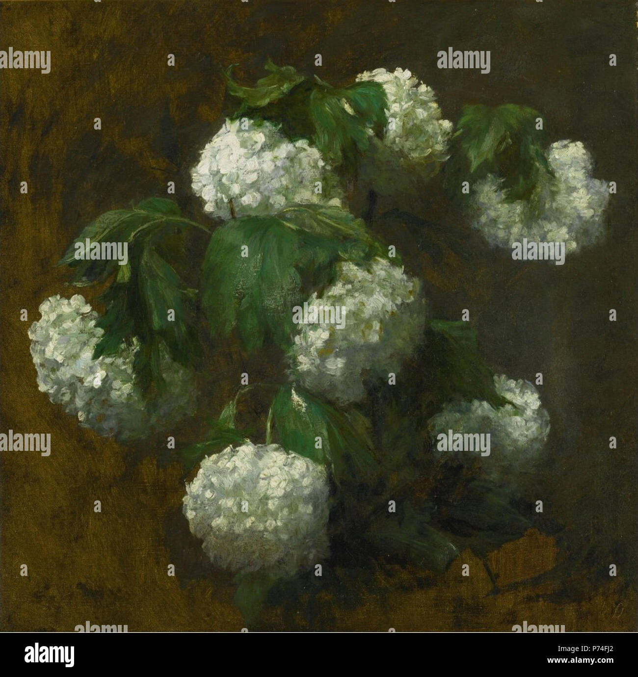 Anglais : Hortensias blancs par Victoria Dubourg Fantin Latour, huile sur toile, 38,4 par 39,4 cm. '1' hortensias blancs par Victoria Dubourg Fantin Latour Banque D'Images