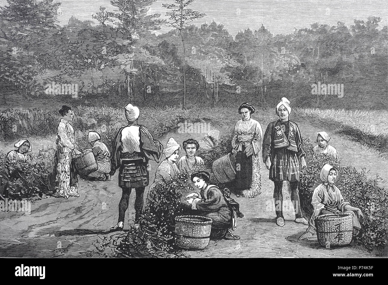 Collecte de thé au Japon, l'amélioration numérique reproduction à partir d'un tirage original de l'année 1881 Banque D'Images