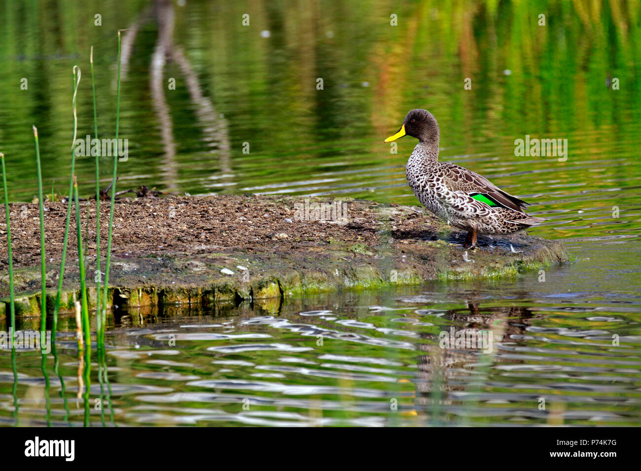 Un canard à bec jaune (Anas undulata) à l'Intaka Island, le sanctuaire des oiseaux, près de Cape Town, Afrique du Sud. Banque D'Images