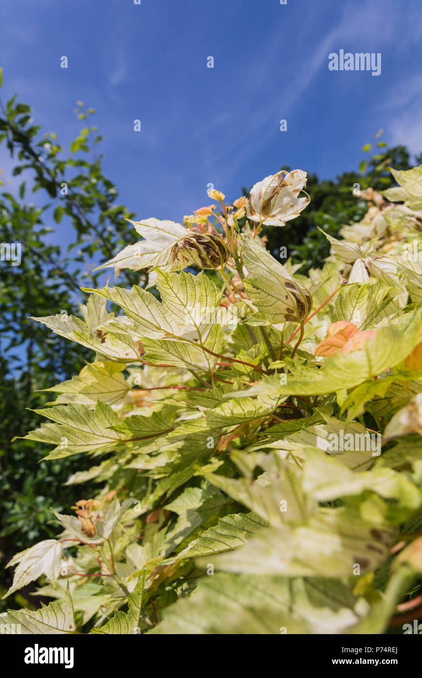 Jusqu'à la à la face inférieure d'un érable japonais avec des feuilles jaunes dans un jardin anglais. Banque D'Images