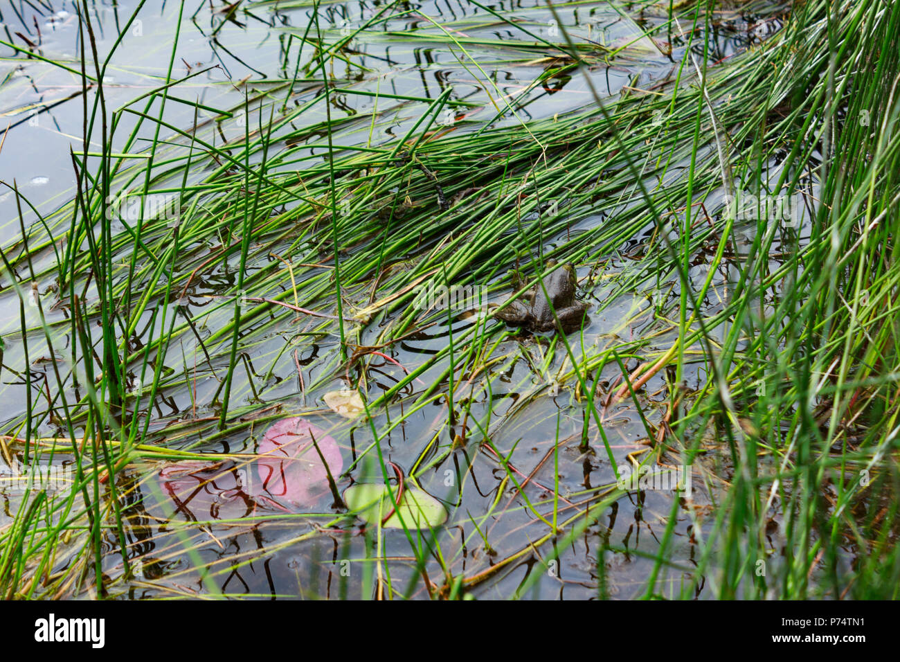 Étang avec une grenouille se reposant Banque D'Images