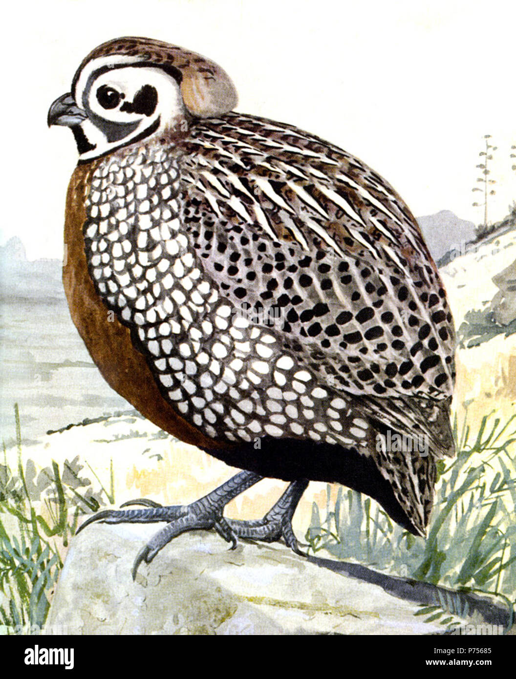 Anglais : Montezuma Quail, Cyrtonyx montezumae, la reproduction offset de l'aquarelle . 192819 Cyrtonyx montezumaeEBP20A Banque D'Images