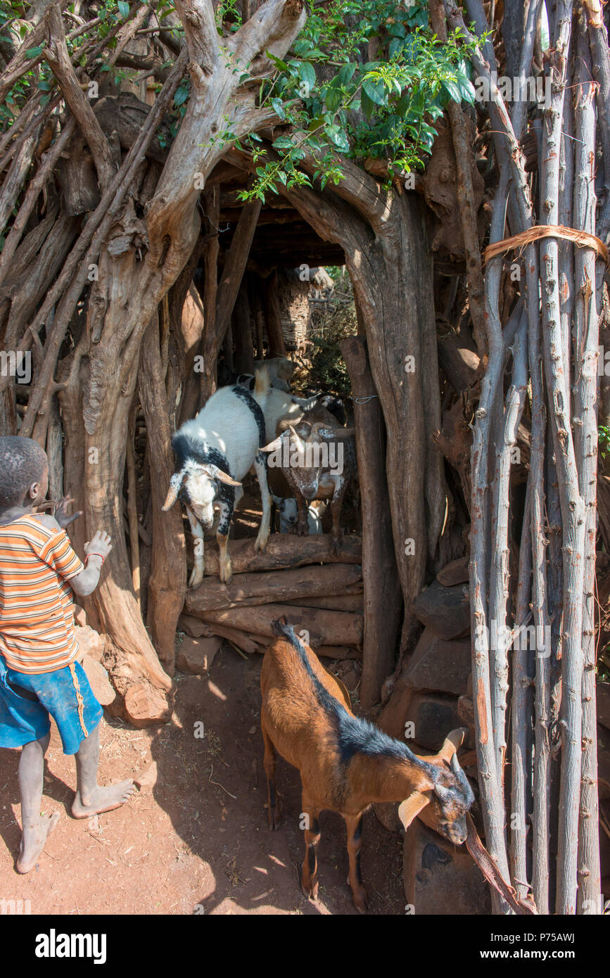 La libération de leurs chèvres garçon composé dans ce traditionnel village Konso. Banque D'Images