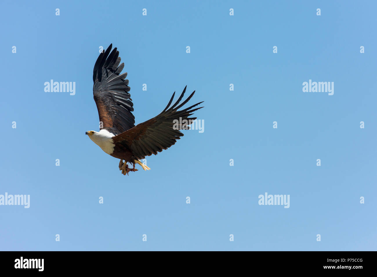 Fish eagle en vol avec les restes de poisson dans les serres. Banque D'Images
