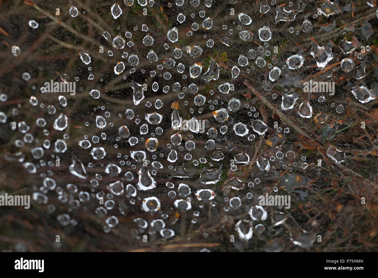 L'Araignée labyrinthe Agelena labyrinthica (rosée) on web Banque D'Images