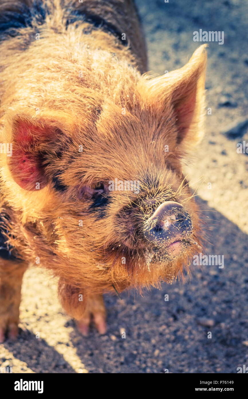 Cochon kunekune Banque de photographies et d’images à haute résolution Alamy