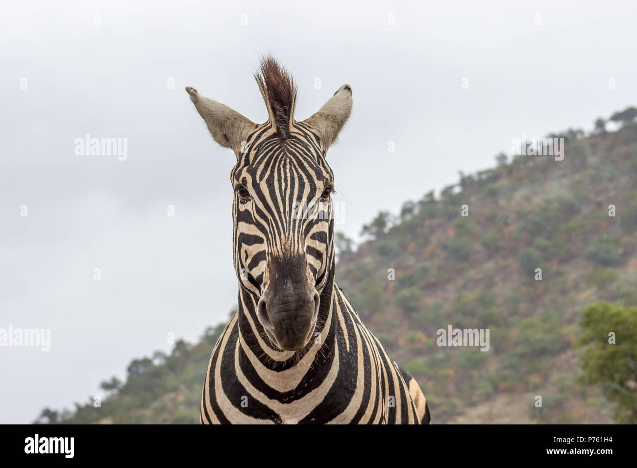 Burchels zebra à Pilanesberg National Park, Afrique du Sud Banque D'Images