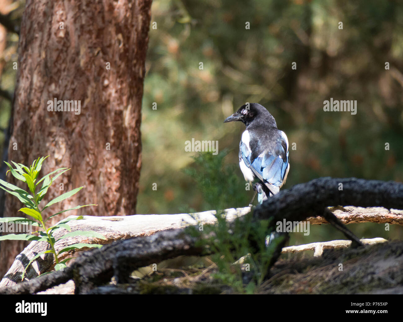 Magpie Banque D'Images