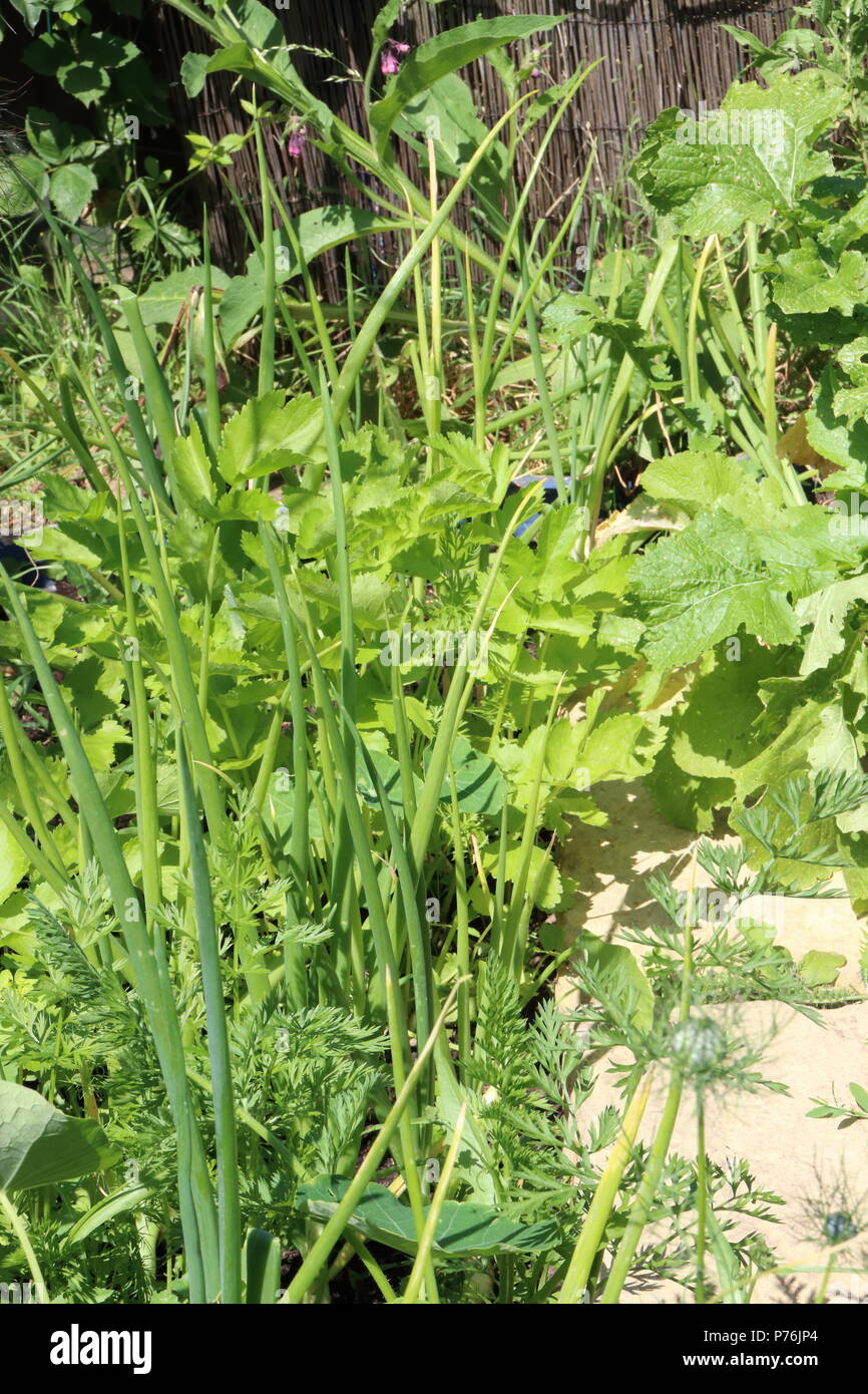 Les légumes cultivés à l'aide de la méthode de jardinage pied carré Banque D'Images