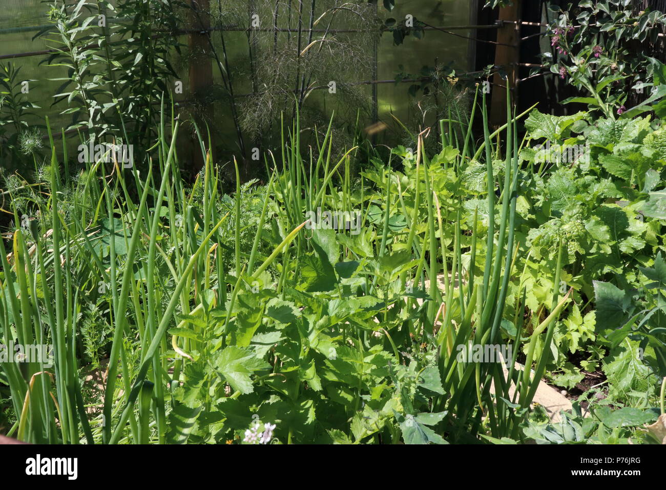 Les légumes cultivés à l'aide de la méthode de jardinage pied carré Banque D'Images