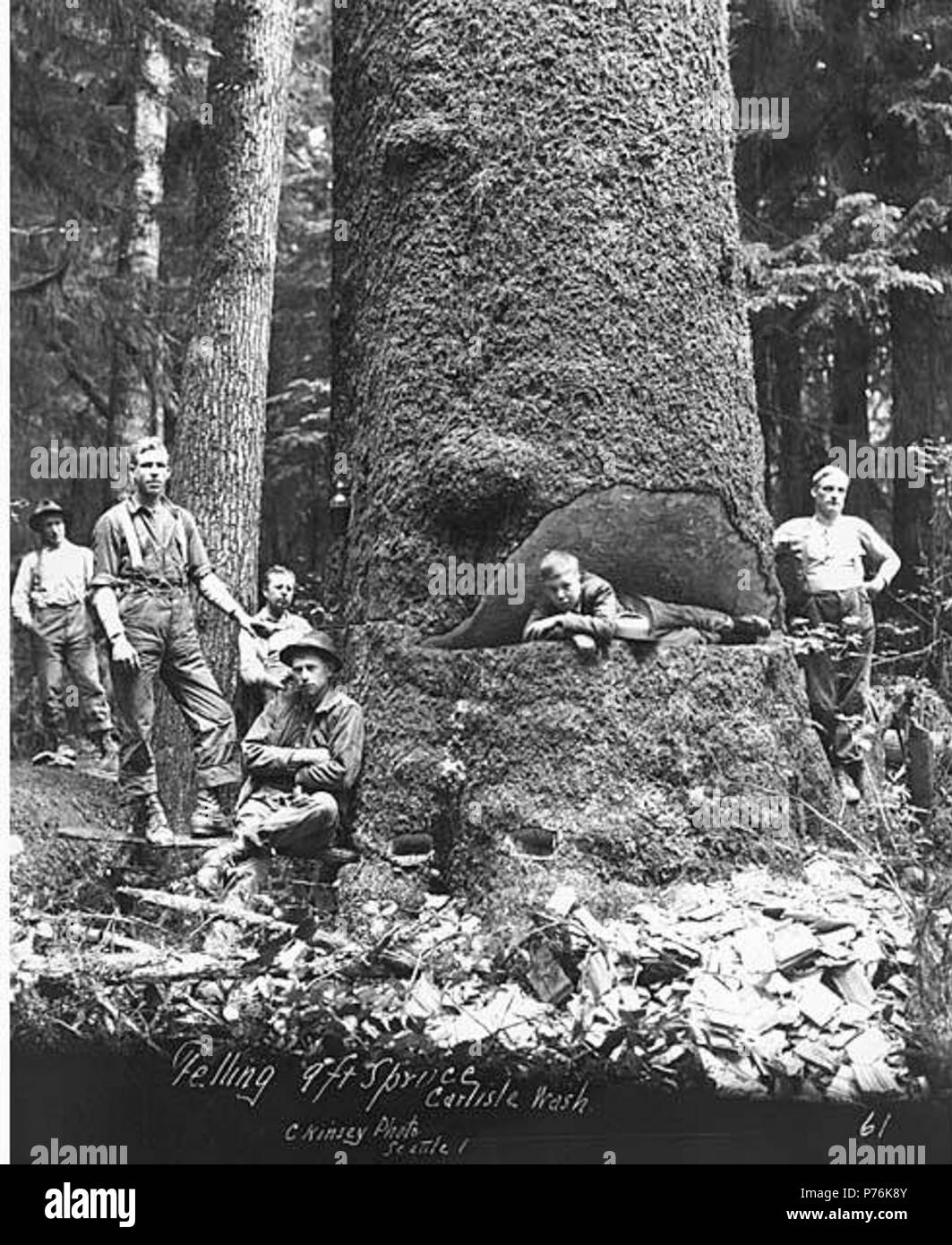 . Anglais : baisse d'équipage et 9 pieds de large, de l'épinette Copalis Lumber Company, ca. 1917 . Anglais : Légende sur l'image : Abattage 9 ft. Epicéa, Carlisle, Washington C. Kinsey Photo, Seattle. 61 PH Coll 516,821 La Copalis Lumber Company a été en activité de 1914 à 1920. C'est une session de fer a été absorbée par l'Carlisle Lumber Company. La chute de l'équipe était constituée d'abatteurs et les tronçonneurs. Fallers couper des arbres et les tronçonneurs vu l'arbres abattus en longueurs. Exploitants Forestiers utilisés pour utiliser sept, huit ou neuf pieds de long, scies avec un homme sur chaque extrémité. Ces enregistreurs face grand danger de chute d'arbres ou de rouler sur eux. C Banque D'Images