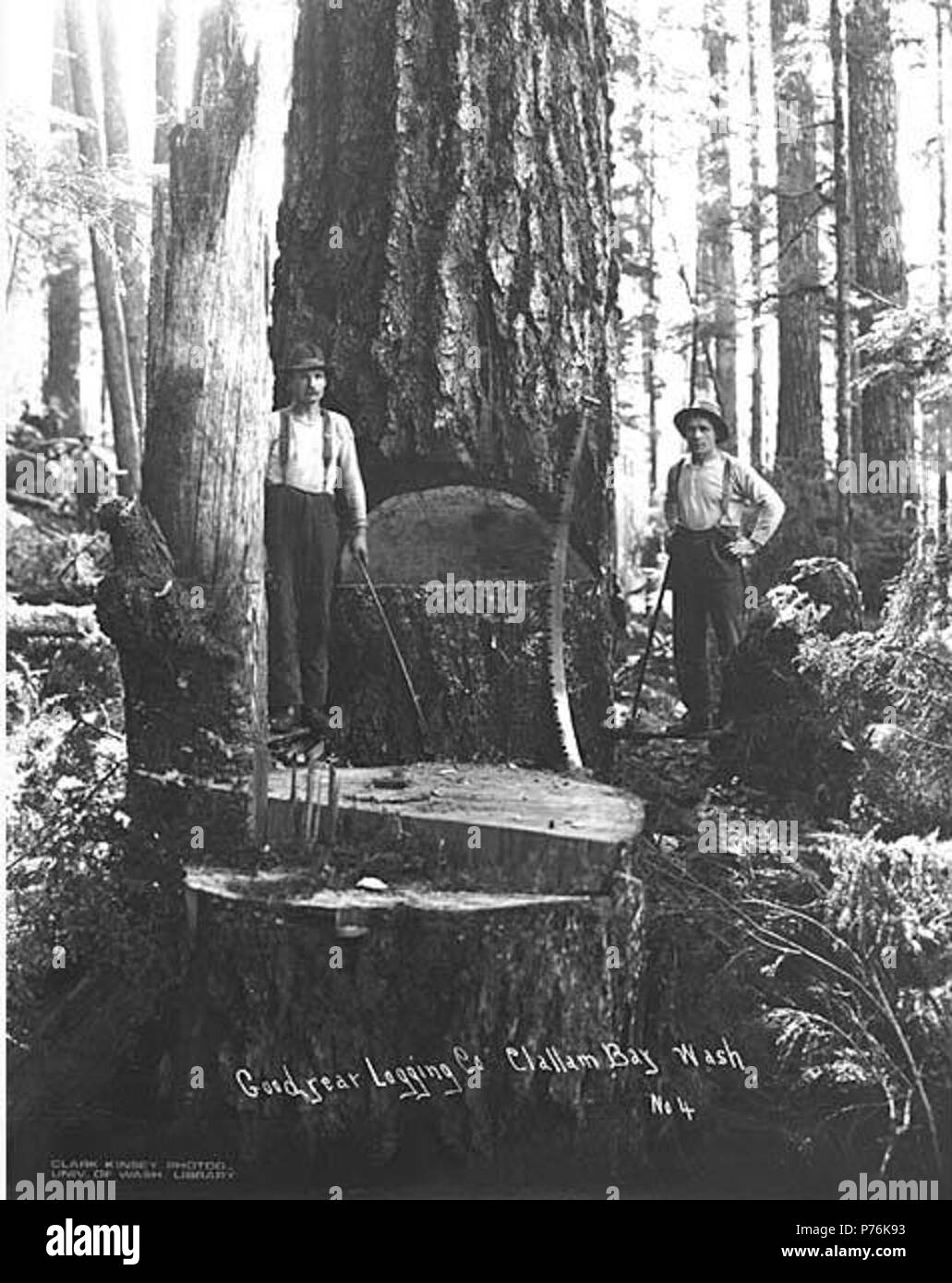 . Anglais : chute de l'équipage, Goodyear Logging Company, ca. 1919 . Anglais : Légende sur l'image : Goodyear Logging Co., Clallam Bay, dans l'état No 4 PH Coll 516,1387 Goodyear La compagnie forestière était en affaires à partir de ca. 1915 à ca. 1924, dont le siège social est situé à Clallam Bay. En 1922, on comptait 175 employés. Clallam Bay est une communauté sur la rive est de Clallam Bay, le détroit de Juan de Fuca, au nord-ouest de Clallam Comté. Il a été nommé pour la baie, qui était mentionné sur les cartes de l'amirauté britannique en 1846 par le capitaine Henry comme Kellet Callam, sa version anglicisée du nom indien. Le nom de la baie, aussi prononcées par Cla Banque D'Images