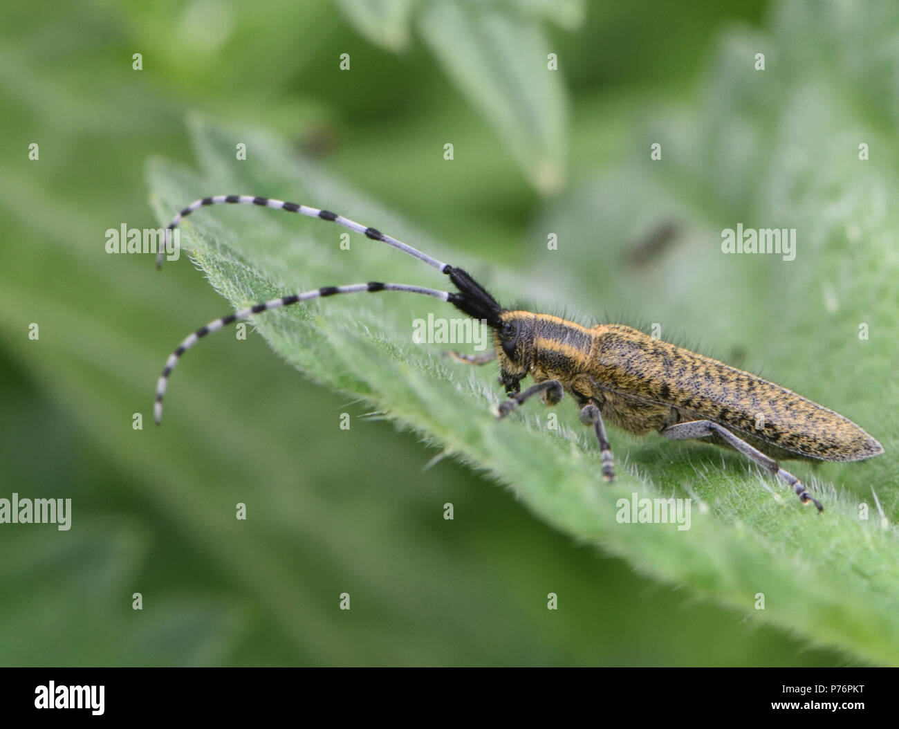 Un Golden-Gris fleuri (Agapanthia villosoviridescens Longicorne) avec de magnifiques antennes à rayures. Bedgebury Forêt, Kent, Angleterre. UK. Banque D'Images