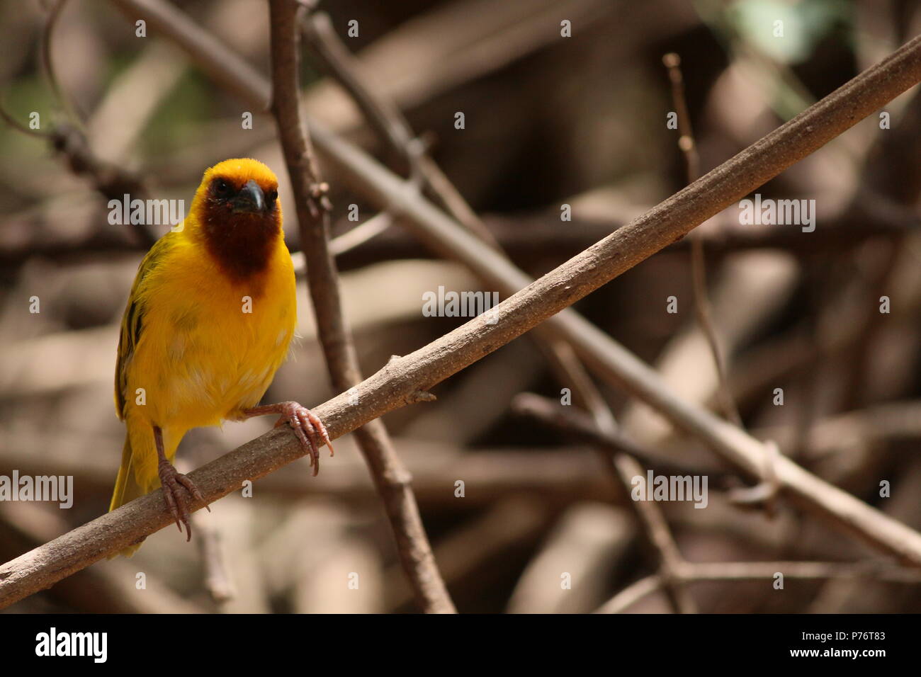 Portrait d'un oiseau Finch jaune sur une branche Banque D'Images
