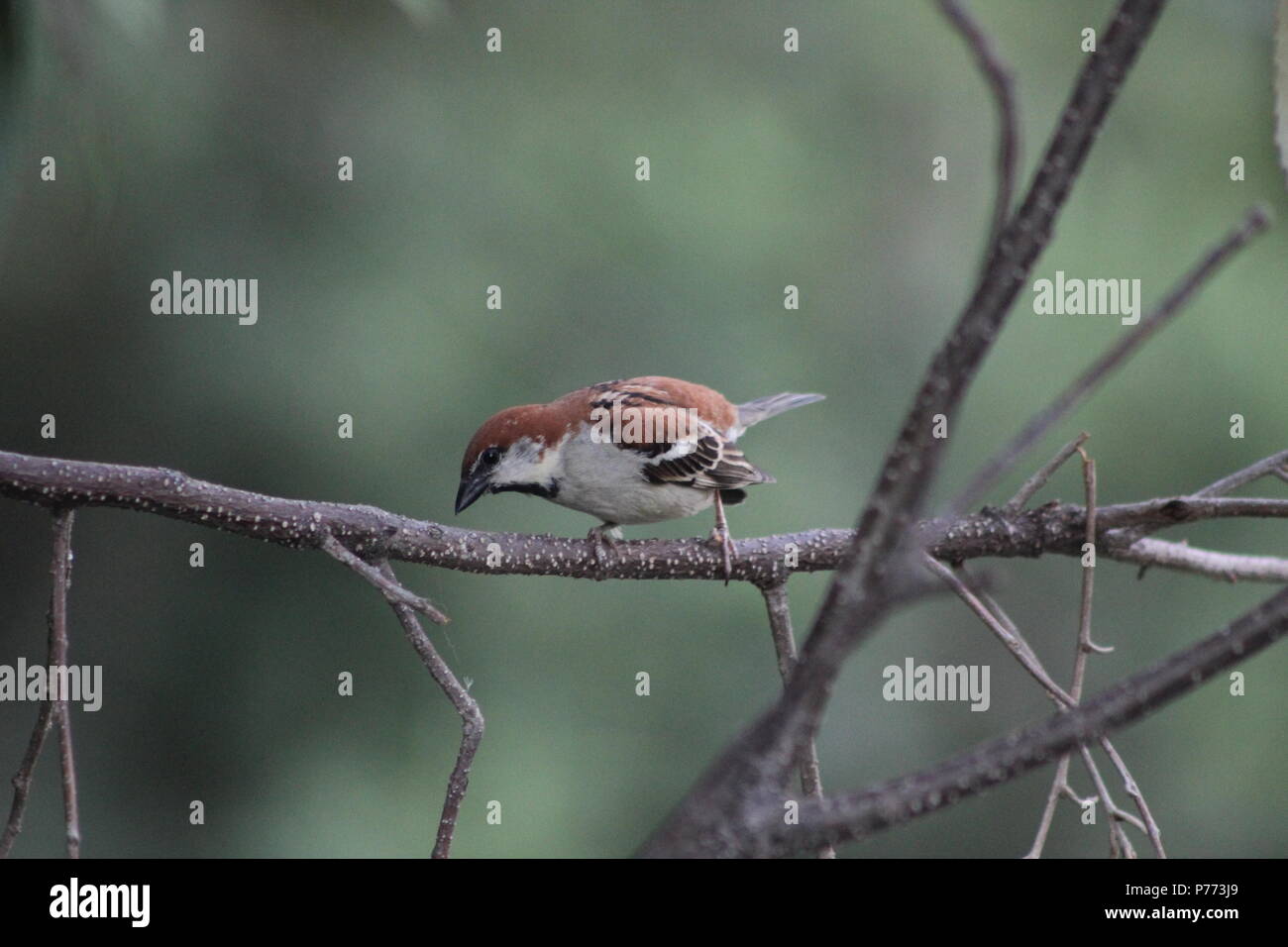 Oiseaux rouge jouant sur les branches des arbres Banque D'Images