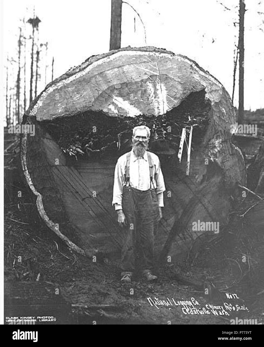 . Anglais : Logger debout devant un grand journal, et National Lumber Manufacturing Company, Hollywood, ca. 1921 . Anglais : Légende sur l'image : National Logging Co., Cedarville, Washington C. Kinsey Photo, Seattle. N° 17 PH Coll 516,2202 La National Lumber & Manufacturing Company a été en activité de 1920 à 1927, avec le Siège et usine à Hoquiam et opérations d'exploitation forestière première dans Cedarville et ensuite, en 1924, dans la région de Elma. Bois national a été vendu à Polson Lumber Company en 1927. Cedarville est un petit village près de la rivière Chehalis, onze kilomètres au sud-est d'Elma, dans le sud-est du pays de Grays Harbor Banque D'Images