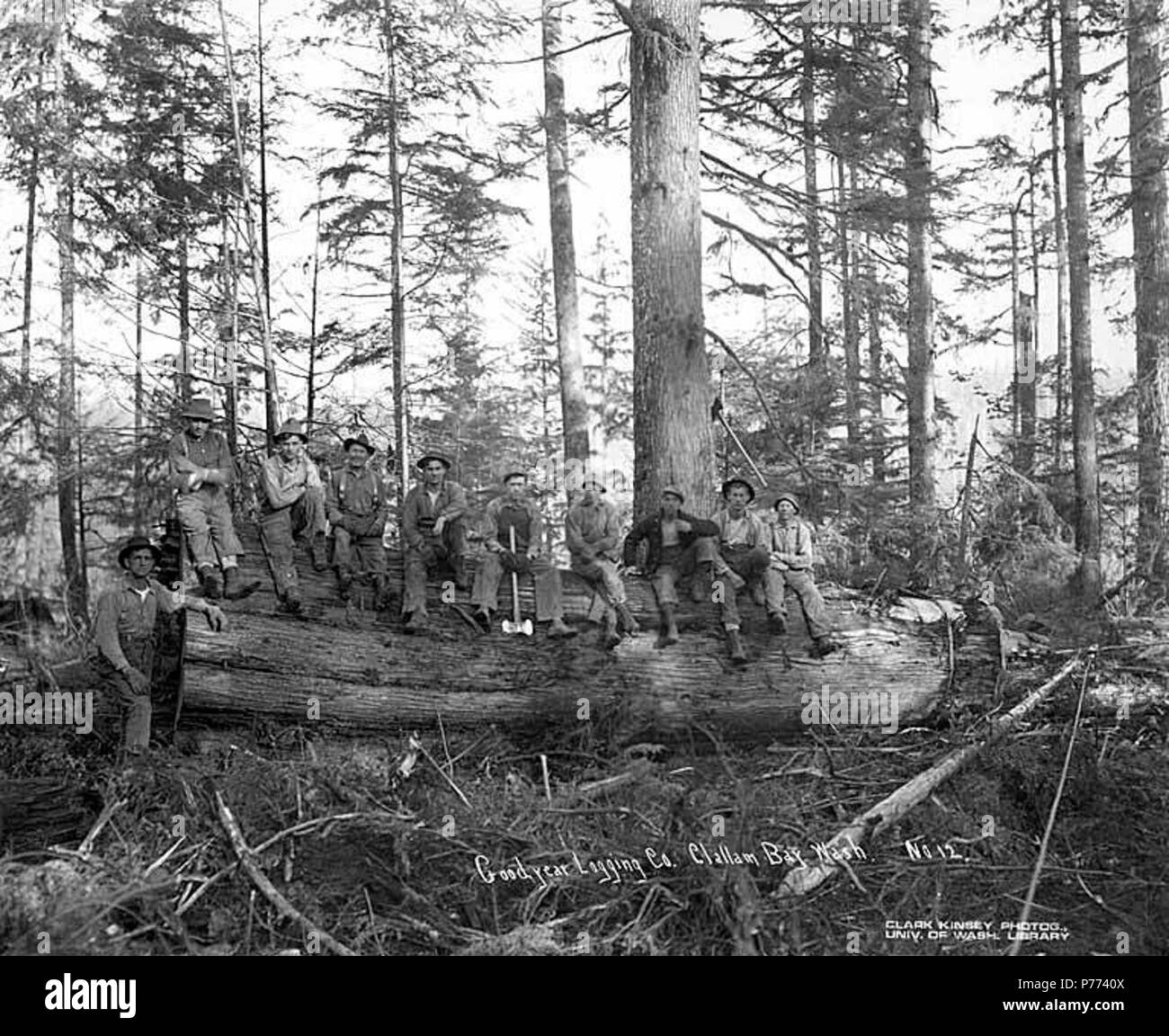 . Anglais : bûcherons dans les bois, Goodyear Logging Company, près de Clallam Bay, ca. 1920 . Anglais : Légende sur l'image : Goodyear Logging Co., Clallam Bay, Washington No 12 PH Coll 516,1393 Goodyear La compagnie forestière était en affaires à partir de ca. 1915 à ca. 1924, dont le siège social est situé à Clallam Bay. En 1922, on comptait 175 employés. Clallam Bay est une communauté sur la rive est de Clallam Bay, le détroit de Juan de Fuca, au nord-ouest de Clallam Comté. Il a été nommé pour la baie, qui était mentionné sur les cartes de l'amirauté britannique en 1846 par le capitaine Henry comme Kellet Callam, sa version anglicisée du nom indien. Le nom de th Banque D'Images