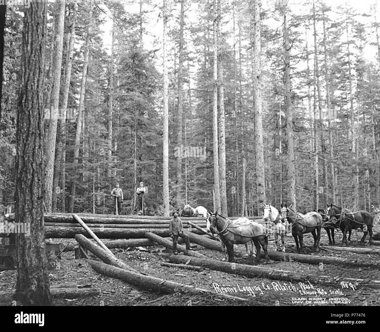 . Anglais : débardage équipage des poteaux avec des chevaux, Phoenix Logging Co., Potlatch, ca. 1919 . Anglais : Légende sur l'image : Pheonix Logging Co., Potlatch, Washington C. Kinsey Photo, Seattle. No 9 PH Coll 516,2700 Le Phoenix Logging Company a été constituée par Sol Simpson et Alfred Anderong en novembre de 1899. La société a été formé pour travailler dans le bois s'étendant au nord de l'Amérindien Skokomish River dans le Comté de Mason, dont le siège est à Seattle et l'exploitation forestière basée à Potlatch. Présenté comme la deuxième plus grande entreprise d'exploitation forestière dans l'état, la société a connu un démarrage lent. On a commencé l'exploitation forestière Banque D'Images