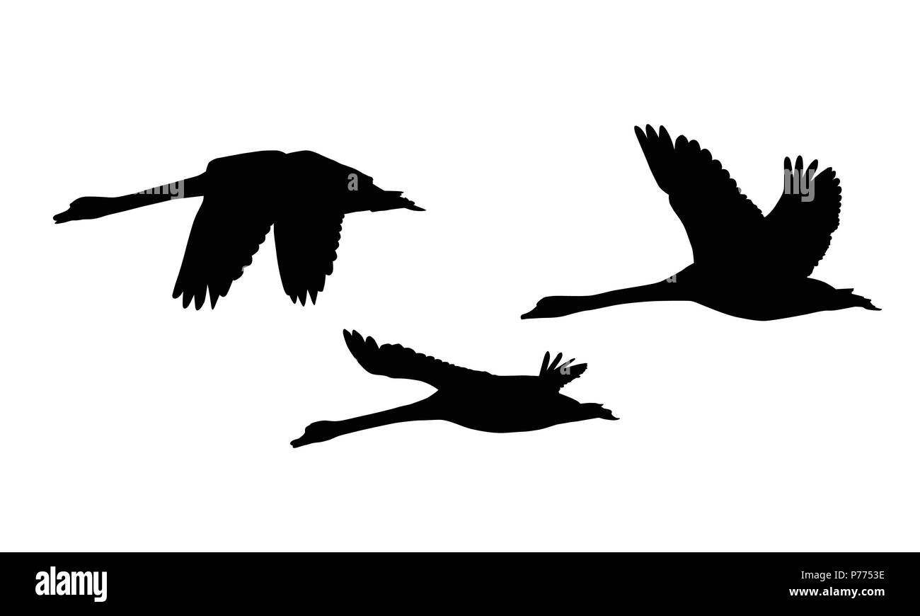 Ensemble de trois silhouettes de cygnes survolant - vecteur, isolé sur fond blanc Illustration de Vecteur