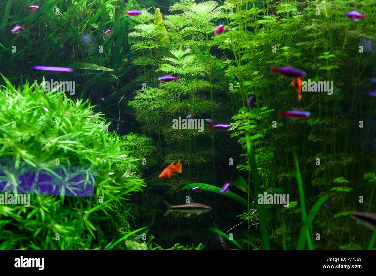 Beau Monde sous-marin. Les algues vertes dans l'aquarium. Banque D'Images