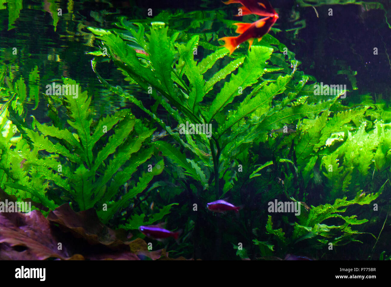 Les petits poissons nager sous l'eau parmi les algues vertes. Banque D'Images