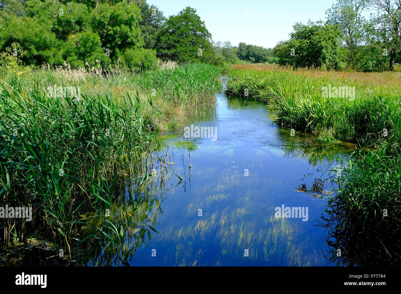 River à pensthorpe wensum réserve naturelle, Norfolk, Angleterre Banque D'Images