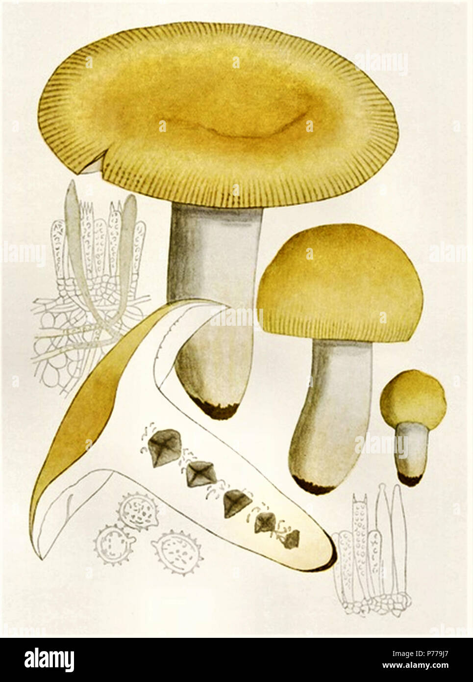 12 Russula foetens - Bresadola Banque D'Images