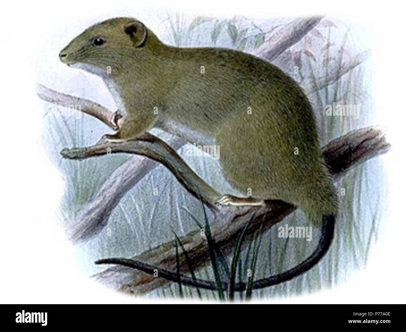 Carpomys melanurus . 188313 Carpomys melanurus Banque D'Images