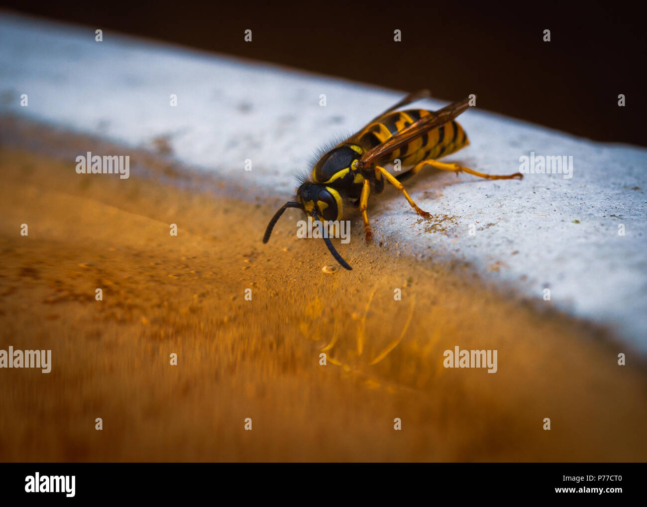 Wasp en tenant un verre dans un bain d'oiseaux Banque D'Images