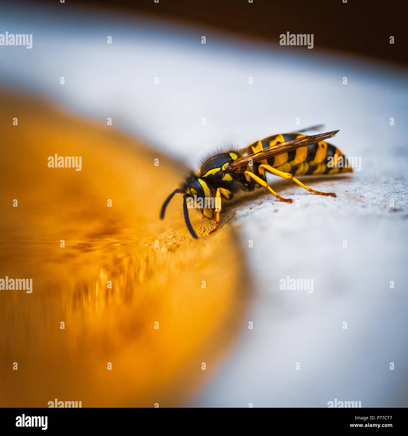 Wasp en tenant un verre dans un bain d'oiseaux Banque D'Images