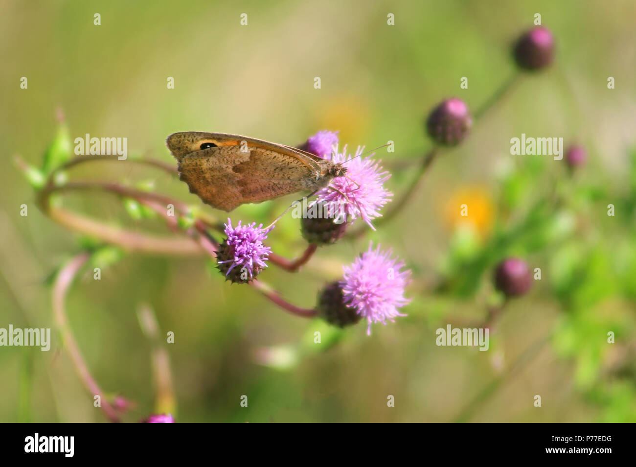 Lasiommata maera ( grand mur marron) papillon sur une fleur Banque D'Images