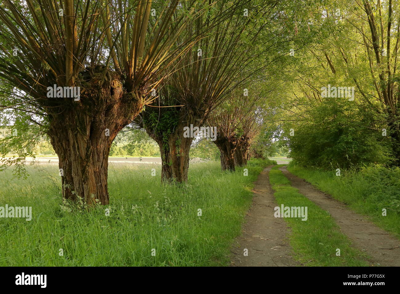 Paysage rural avec des saules à côté de chemin, vert printemps, l'été, personne ne Banque D'Images