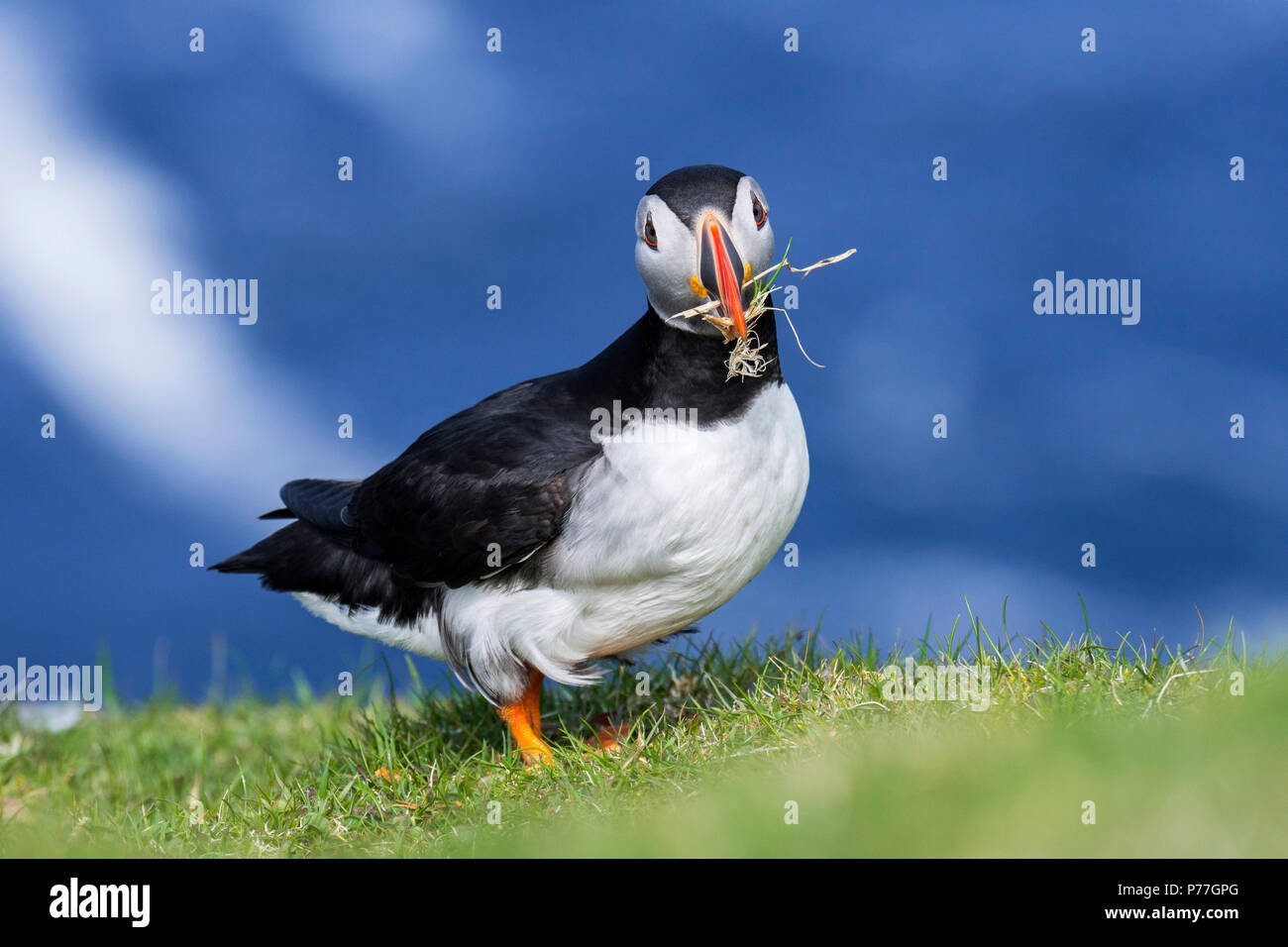 Macareux moine (Fratercula arctica) avec l'herbe à bec pour la construction du nid à burrow sur Sea Cliff top en colonie d'oiseaux, Ecosse, Royaume-Uni Banque D'Images