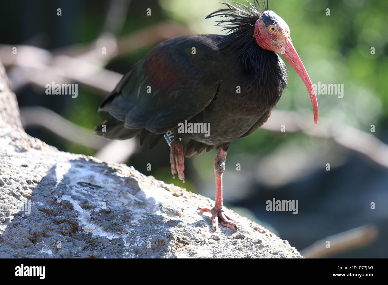 Ibis chauve, Geronticus eremita Banque D'Images