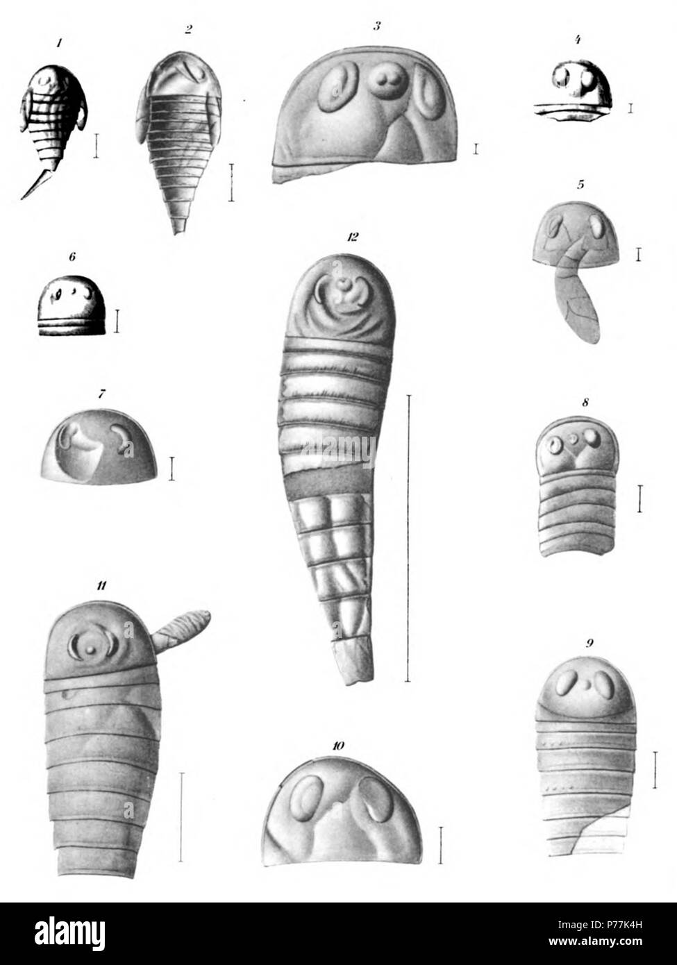 Parahughmilleria (Eurypterus) Maria Clarke Page 84 Voir planche 221 plus petit spécimen observé. Montre large carapace court ; vaste preabdomen ; de grands yeux ; natation ; abdomen jambes mais apparemment avec huit segments courts et telson. Paratype. × 6. (Longueur 5,5 mm) 2 personne un peu plus âgés, ayant 12 segments, mais en conservant la carapace large et preabdomen. Paratype. × 5. (Longueur 8 mm) 3 Carapace de jeune individu, montrant la grande largeur de carapace, les grands yeux latéraux avec nœud oculaire et zone visuel et d'éminents tumescence ocellaires. × 18. (Longueur 1,8 mm) 4 Carapace et premier tergite o Banque D'Images