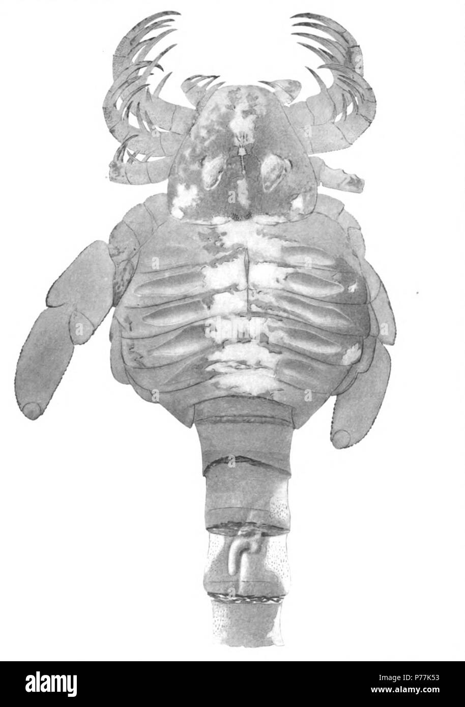 (Eusarcus newlini Carcinosoma). Claypole Page 245 plaques voir 36, 38-39 1 Un petit spécimen présentant les quatre paires de pattes, dont la première est la plus courte, et la natation jambes ; la carapace et la face ventrale de l'abdomen avec des zones d'attachement des branchies des plaques sur les sternites. Les yeux ne sont pas reconnaissables. Deux paires de gnathobases indiquent la position de la bouche. La contraction brutale de l'preabdomen au postabdomen et la forme de l'postabdominal segments sont vus. La partie postérieure de doublures de ces segments apparaissent comme des bandes sombres Horizon et localité. Koko Banque D'Images