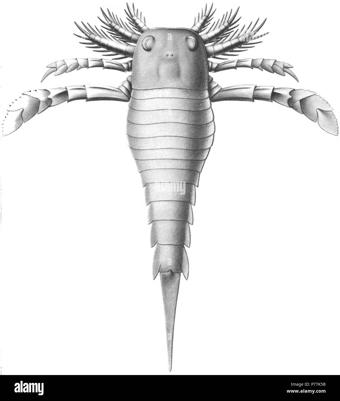 Dolichopterus macrochirus Hall 262 Voir page 35 plaques, 41-45 1 Restauration de face dorsale. La natation jambes montrent l'aspect ventral, la partie dorsale n'étant pas connue. La taille naturelle Eurypterida de New York. Volume 2. New York State Museum Memoir 14, 40 de la plaque . 1912 13 l'Eurypterida plaque de New York 40 Banque D'Images