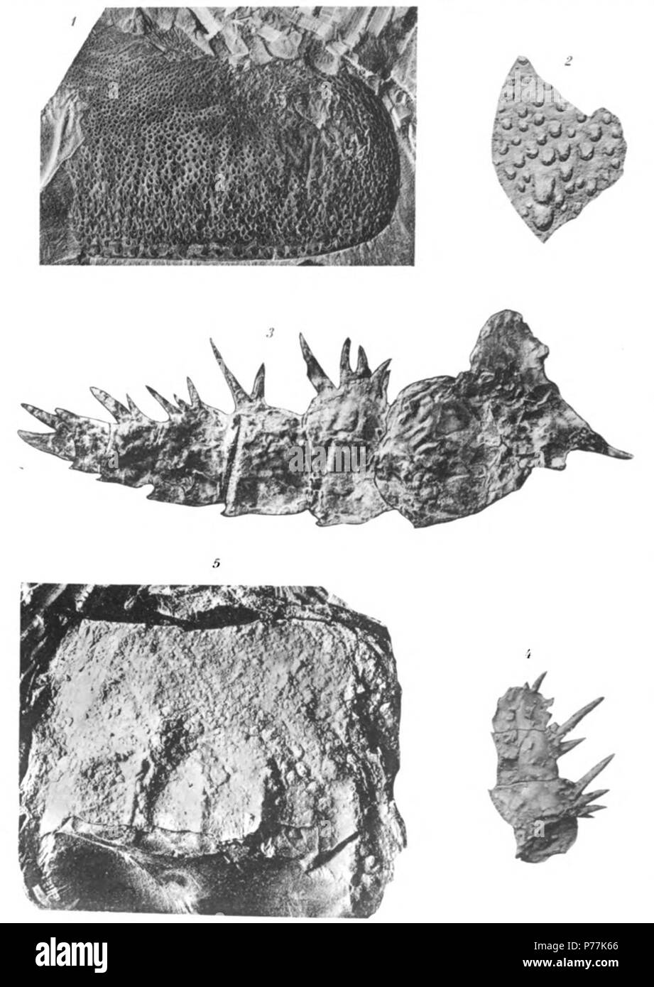 Echinognathus clevelandi Walcott Page 322 voir planche 571 Fragment de segment. Paratype de l'espèce. Grandeur nature 2 petit fragment du segment (× 3) pour montrer le caractère de pèse-personne Horizon et localité. Le schiste d'Utica. Holland, Oneida Brevet co., N. Y. Megalograptus welchi Miller Page 3253 La marche de la jambe. Cotype. La taille naturelle 4 Fragment de la marche de la jambe. Cotype. La taille du segment Postabdominal naturelles 5. Cotype. La taille naturelle et Horizon de la localité. Groupe Richmond (liberté d'appoint). Près de Clarksville, Warren co., Ohio) Tous les chiffres sont à partir de Photographies Les originaux des figures 1 et 2 se trouvent au Musée National, thos Banque D'Images