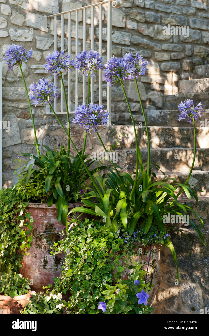 Fleurs en pot sur escalier rustique Banque D'Images