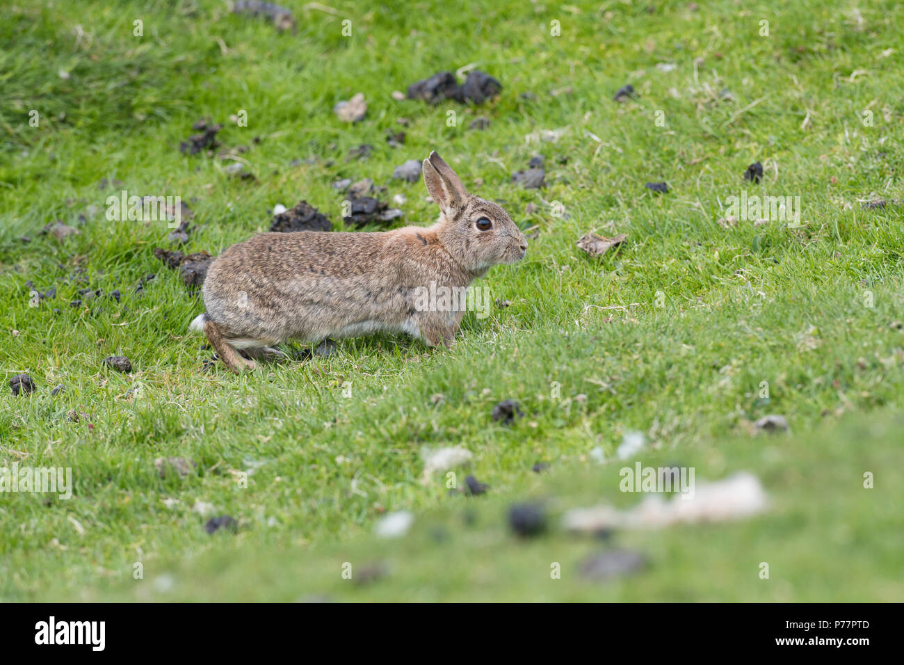 Lapin sauvage (Oryctolagus cuniculus) dans la région côtière de falaise herbage, Unst, Shetland Banque D'Images