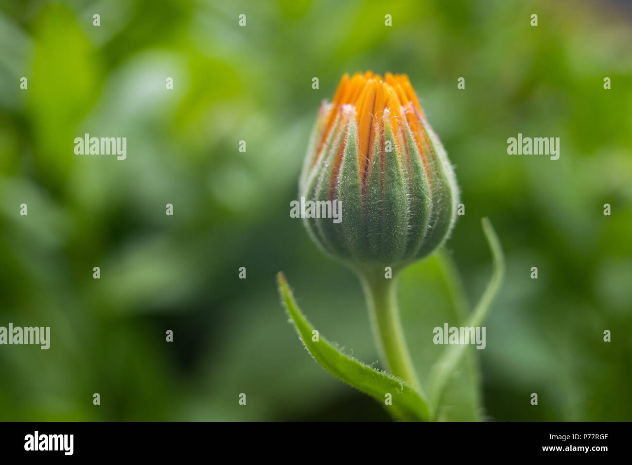 Fleur orange sauvage Photo Stock - Alamy