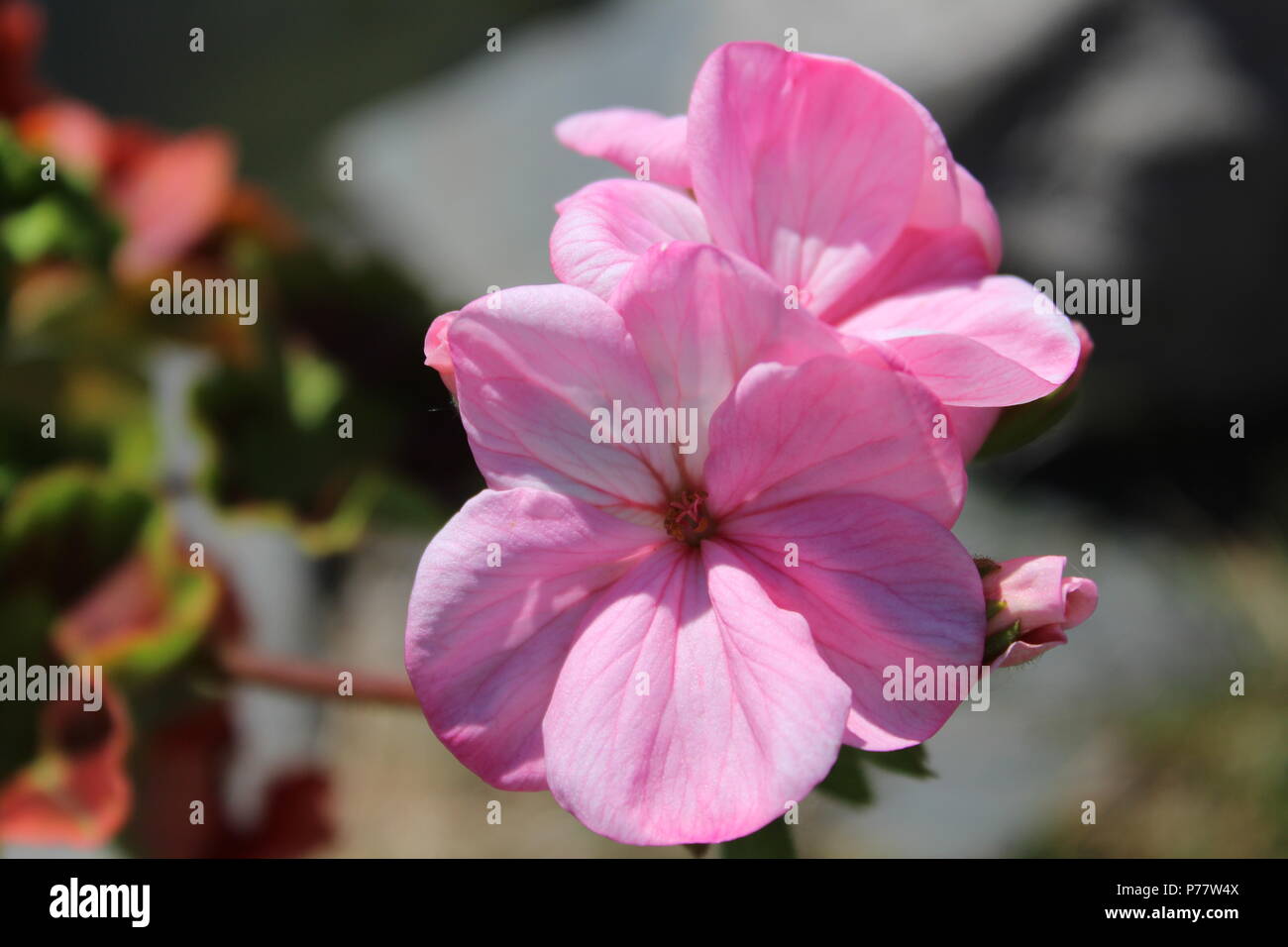 Fleurs fleur rose Banque D'Images