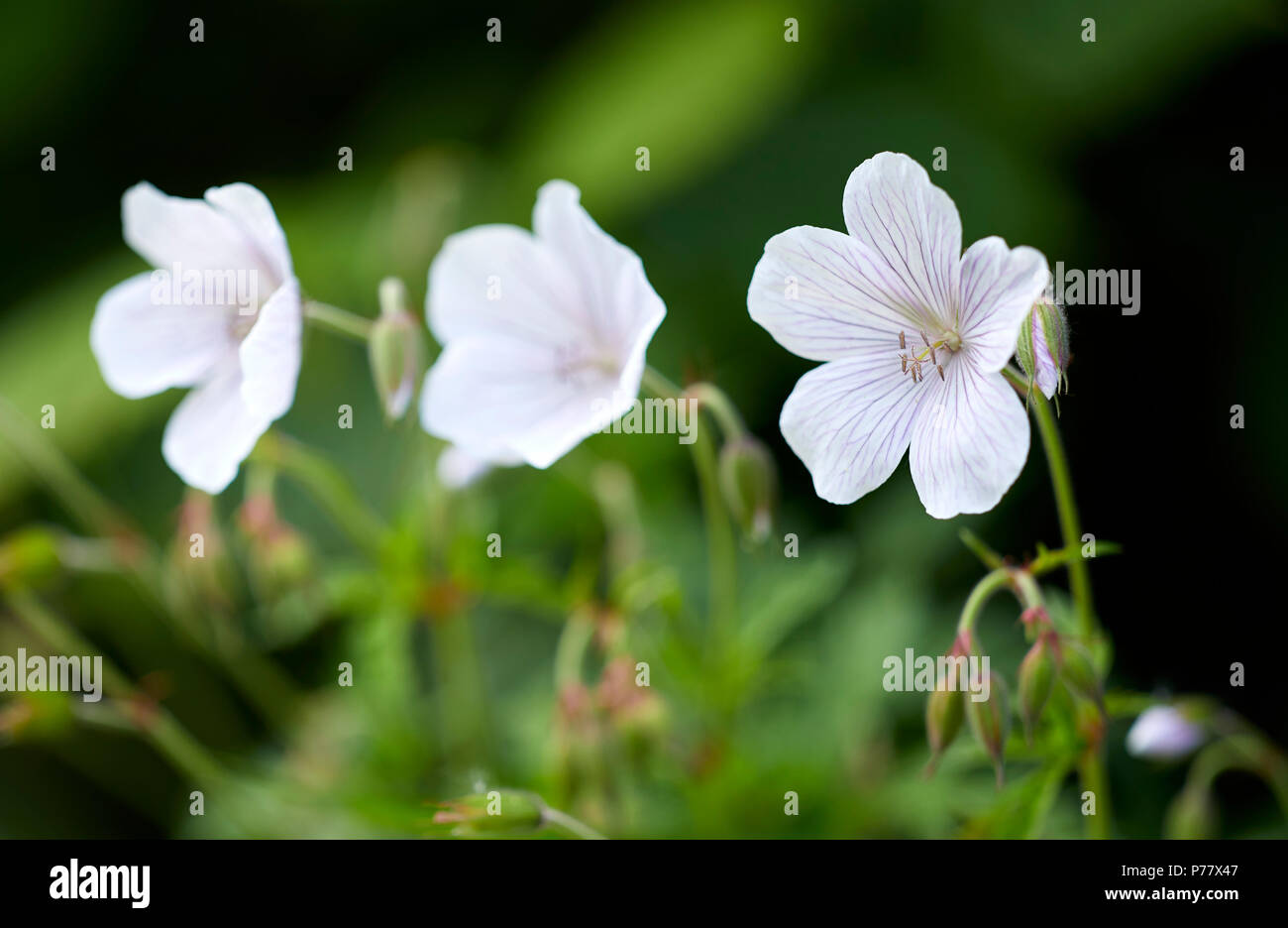 Géraniums (fleurs) Banque D'Images