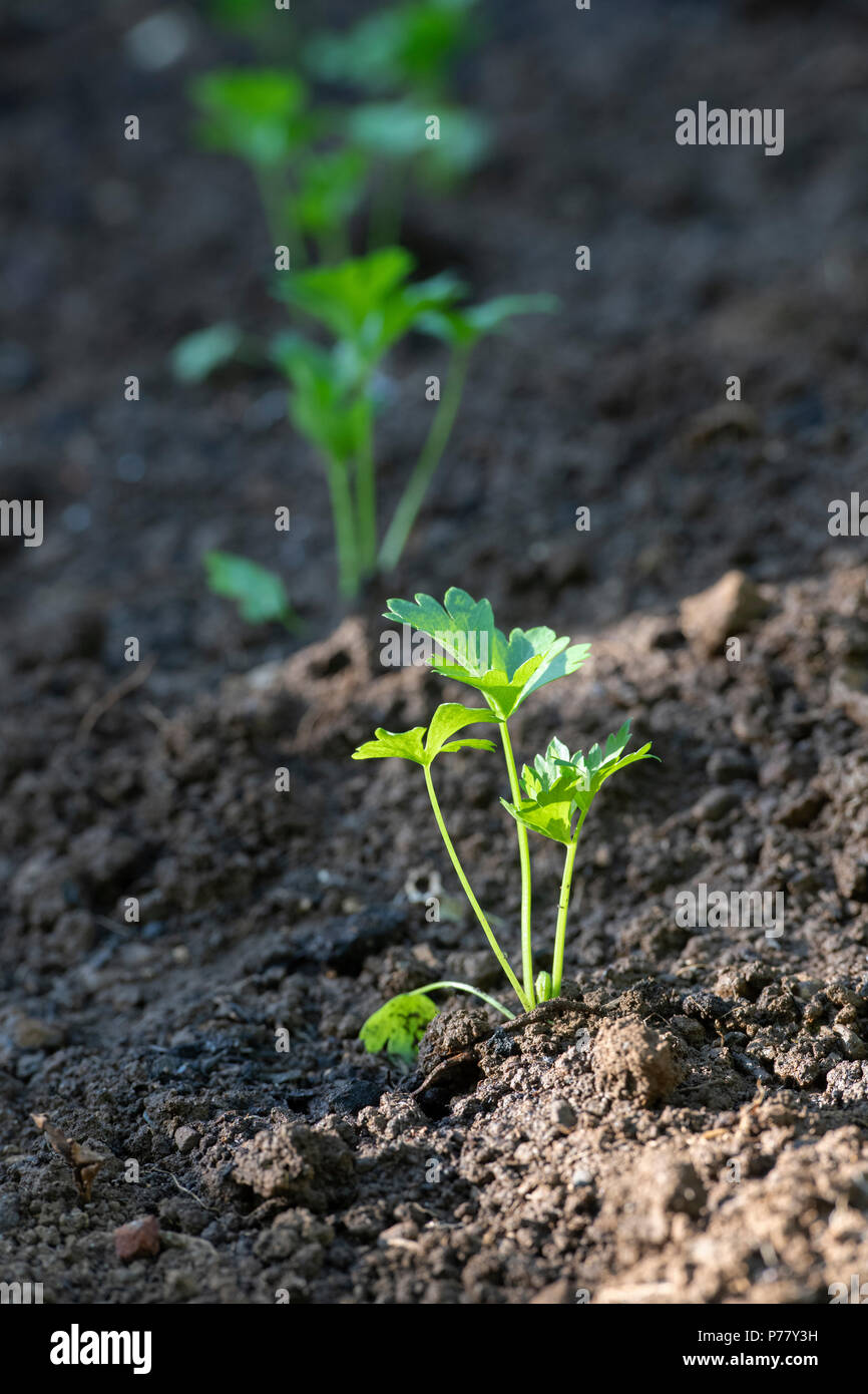 Apium graveolens. Les semis de céleri-rave dans un potager. UK Banque D'Images