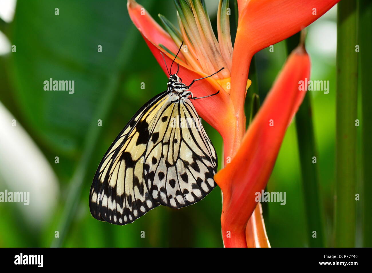 Arbre généalogique blanche nymphe papillon sur un oiseau de paradis bloom. Banque D'Images
