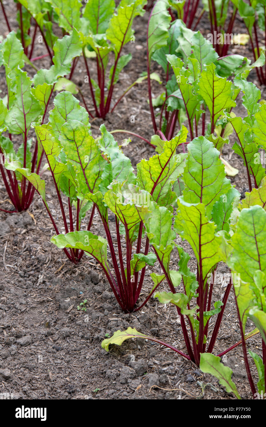 Beta vulgaris. Betterave rouge Red Hawk F1 pousse dans un jardin anglais. UK Banque D'Images