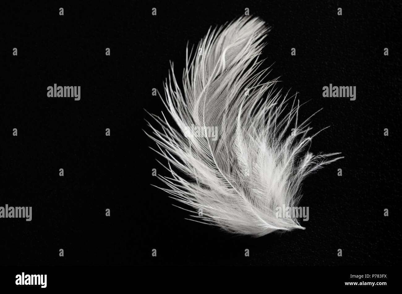 Close up of a single, blanc moelleux en plumes d'oiseau sur fond texturé noir avec copie espace. Banque D'Images