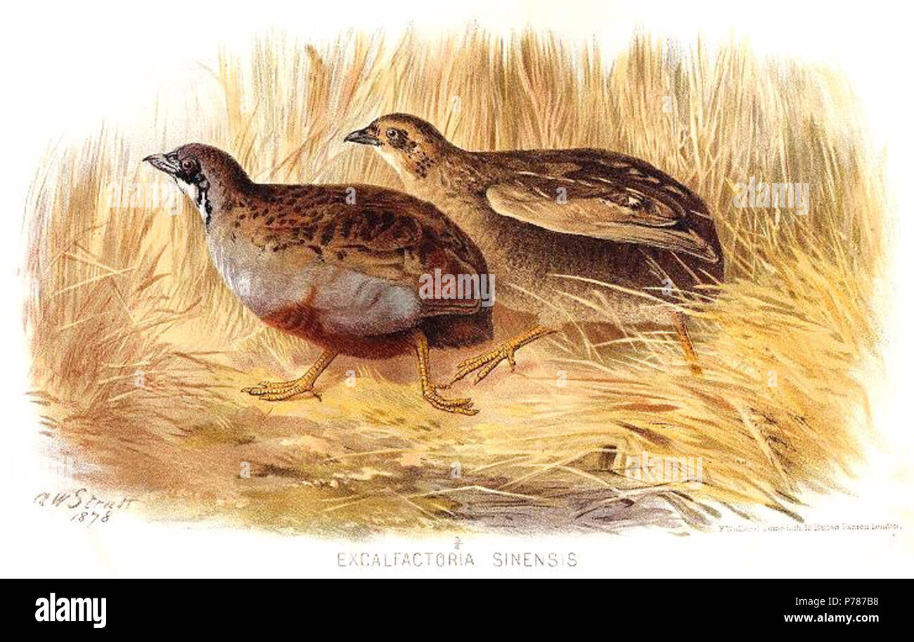 Anglais : Excalfactoria sinensis  = Bleu Asiatique (Excalfactoria chinensis ou Caille Coturnix chinensis) English : Excalfactoria sinensis  = caille peinte (Excalfactoria chinensis ou Coturnix chinensis) . vers 1890 120 Excalfactoria sinensis Banque D'Images