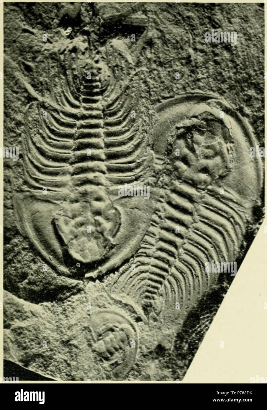 Fritzolenellus truemani (Walcott, 1913) Olenellus truemani ; Walcott 1913:316, pl. 54, fig. 2, 6, et 8 ; Walcott 1916, pl. 17, fig. 2, 6, et 8 ; Fritz 1992:15, pl. 6, fig. 1-4, pl. 7, fig. 1-6, texte et fig. 6b. Fritzolenellus truemani (Walcott) ; Lieberman 1998:72 ; Lieberman, 1999:95, pl. 17, fig. 1. L'enregistrement de catalogue : USNM PAL 60084 historique original description : truemani PAGE Olenellus Walcott 316 Fig. 2. (× 2.) surface de schiste argileux avec deux comprimés, près d'une petite dorsale et protections cephalon. Localité (61k.) National Museum, No. de catalogue 60084. Les spécimens représenté par f Banque D'Images