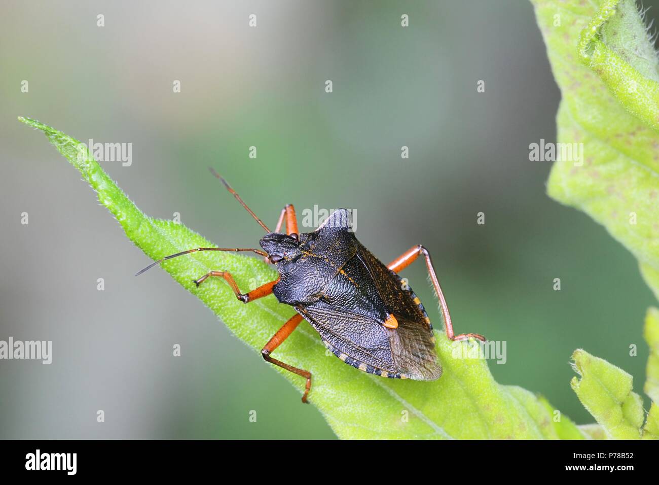 Red-legged Shieldbug, connu aussi sous le nom de bug, forêt Pentatoma rufipes, un le jardin Banque D'Images